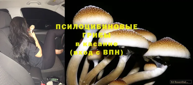 Галлюциногенные грибы Psilocybine cubensis  Карабаш 