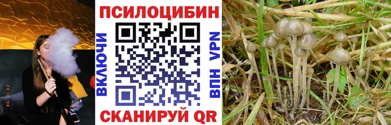 купить наркотики цена Карабаш Галлюциногенные грибы MAGIC MUSHROOMS